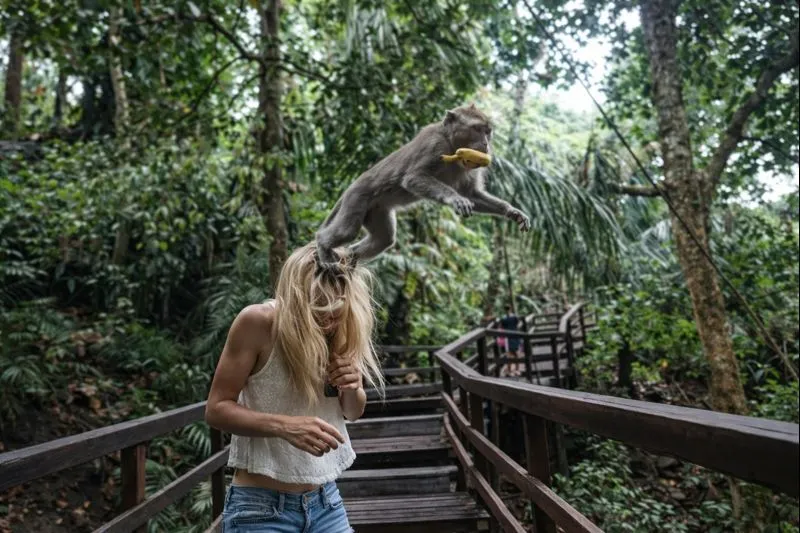 🐒 Соблюдайте осторожность в Лесу обезьян